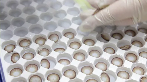 China manufacture premium cheap beauty tone prism dahab soft color colored contact lens lenses from China supplier