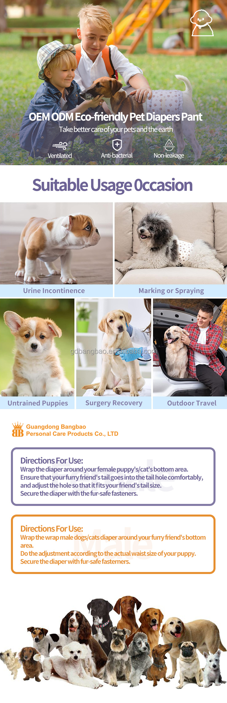 Bangbao Custom Pet Diapers Super Absorbent Disposable Dog Diapers for Male Female Light Custom Packaging One Stop Solutions from China supplier